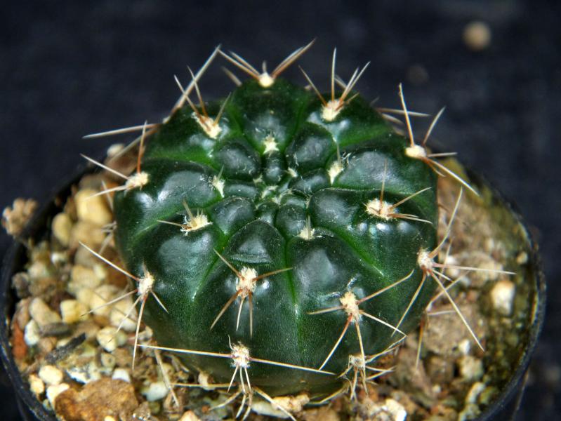 Sales plant (sample)